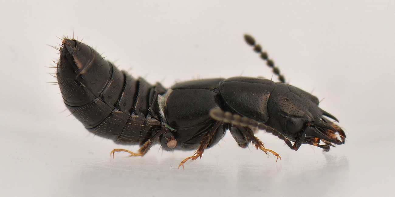 Staphylinidae: Platystethus cornutus?  S !